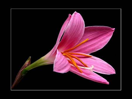 pink beauty - beauty, flower, pink, soft