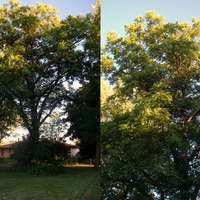 "Blooming" Black Walnut Tree