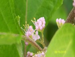 Pink Flowers