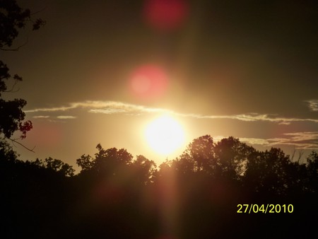 Golden Sunset - trees, forest, beautiful, sun, sunset