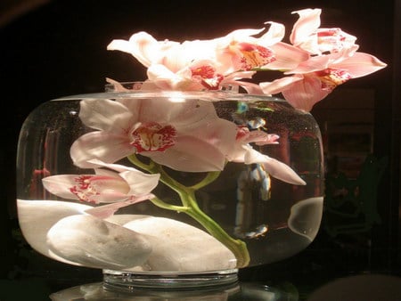 Orichid - orchid, vase, pink, bloom