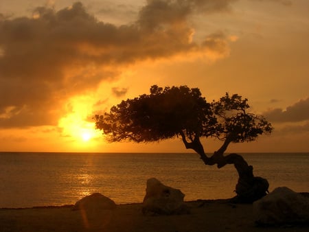 Sunset - clouds, sun, water, tree, sunset