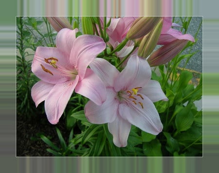 lilly in pink - flower, pink, nature, lilly