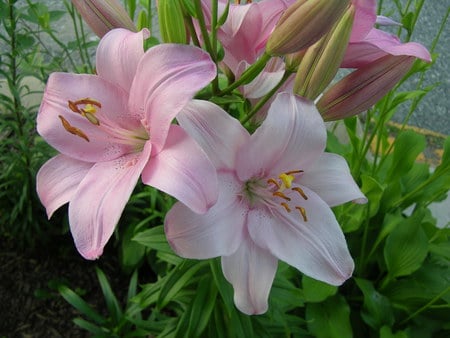 pink beauty - nature, lilly, flowers, pink