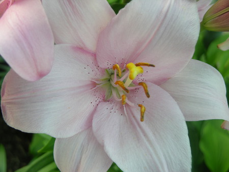 light pink - lilly, flower, nature, pink