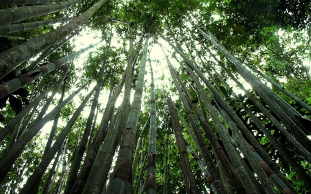 bamboo forest - green, sky, grass, trees