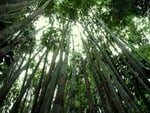 bamboo forest