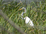 Goose at Bluff Lake