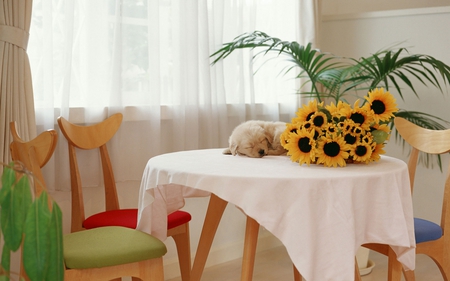 So Sleepy - sunflowers, sleepy, chairs, dog, lying, flowers, pet, animal, sunflower, dogs, puppy, golden, nice, sleeping, house, retriever, beautiful, table, puppies, lovely, sweet, baby, cute, animals