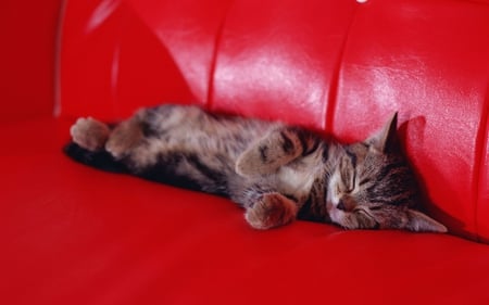 Sweet Kitten - sleepy, couch, tabby, lying, pet, animal, kitten, red, cats, sleeping, sofa, beautiful, lovely, sweet, cat, kitte, cute, animals, kitty