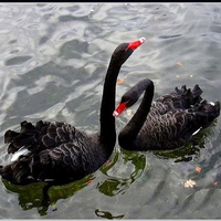 black swan