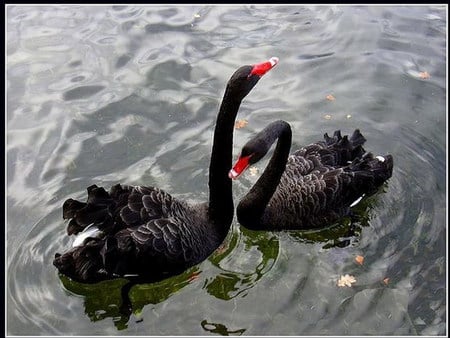 black swan - black, lake, couple, swan