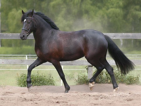 Friesian Warmblood - warmblood, friesian, horses, animals