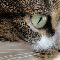 Cat eye closeup