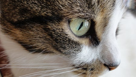 Cat eye closeup