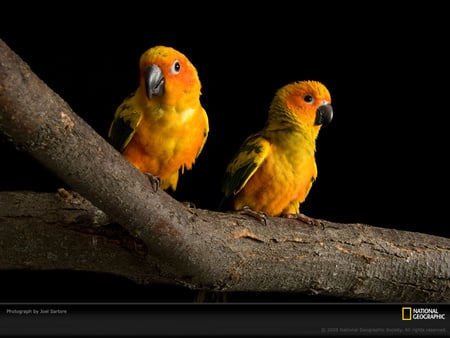 Orange Parrots - beautiful, parrots, orange, picture