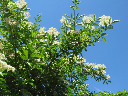 Into the Blue - white, elder tree, green, blue sky, elderflowers, leaves