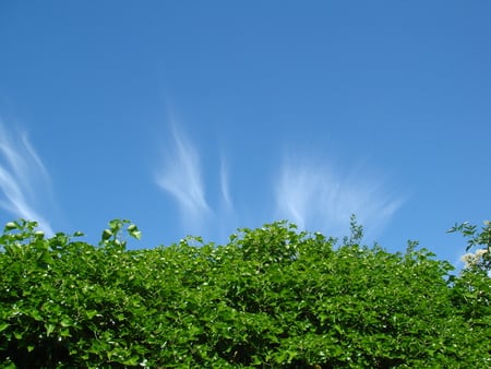 Mr. Blue Sky - beautiful day, bright, sunshine, cirrus, leaves, green, blue sky, ivy