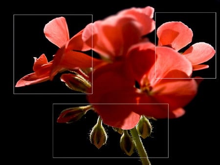 geranium - beauty, geranium, macro, red