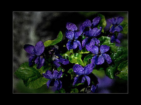 violets - violets, dew, blue, flower