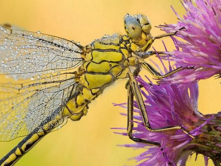 dragonfly - colorful, dew, dragonfly, macro