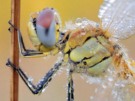 dragonfly - colorful, dew, dragonfly, macro