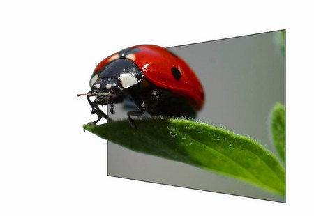 ladybug - ladybug, art, 3d, red