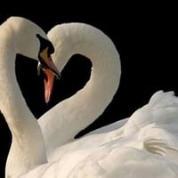 swan heart