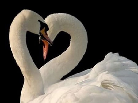 swan heart - white, love, swan, heart, pure