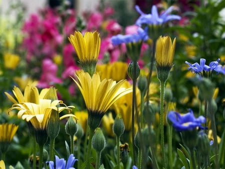 field of flowers - flowers, colorful, field, summer