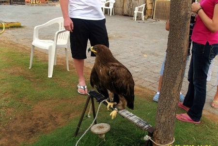 Eagle - eagle, dubai, desert, tame