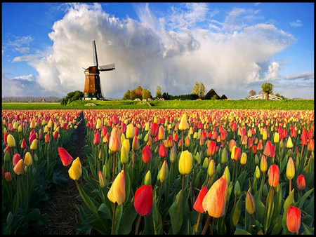 tulip field - clouds, tulips, colorful, windmill, blue sky, field