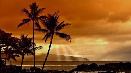 Hawaiian Sunset - palm trees, hawaiian, sunset, land