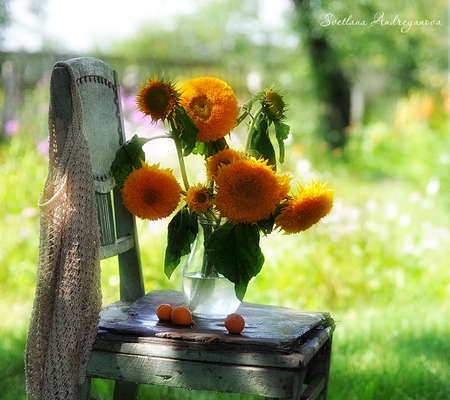 Summer flowers - dandelions, sunflowers, water, field, still life, vase, sweater, chair, petals, grass