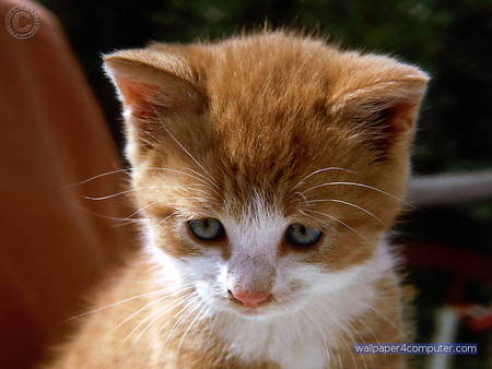 WHAT IS THE KITTEN LOOKING AT? - bashful, adorable, cute, kitten