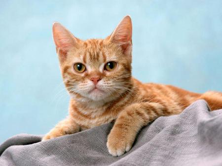 LOOKING AT A PARTRIDGE IN A TREE - butterscotch, cute, color, feline