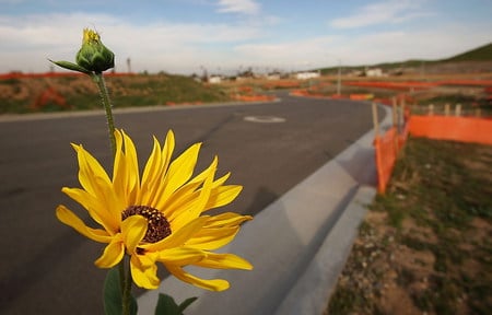 wildflower - nature, hot, flowers, road, scene