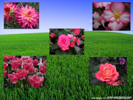 pink flowery collage - flowers, background, collage, pink