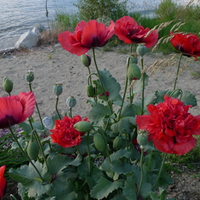 Red Poppies