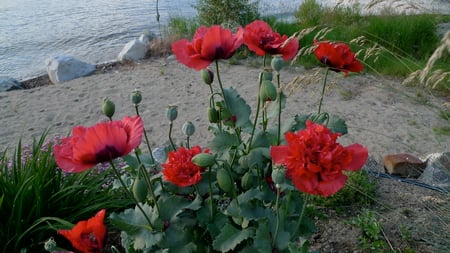 Red Poppies - flowers, poppy, beach, red, lake, sand, plant