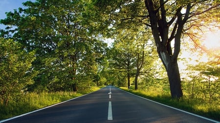 SunRise - street, sunlight, trees, road, morning