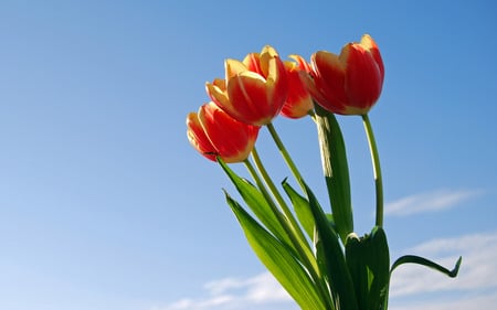 Beautiful Tulips - sky, sunlight, red, day, beautiful, tulips, flowers