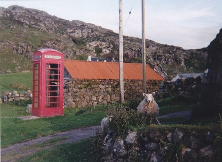 Ewe Phone Home - sheep, clashnessie, scotland, red phone box, tin roof