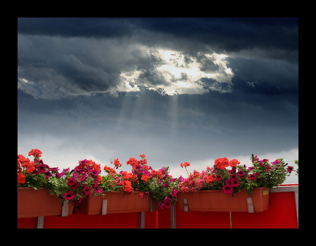 balcony - clouds, petunia, red, balcony, flower, light, geranium