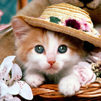  kitty