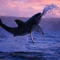 Great White Shark Breaching