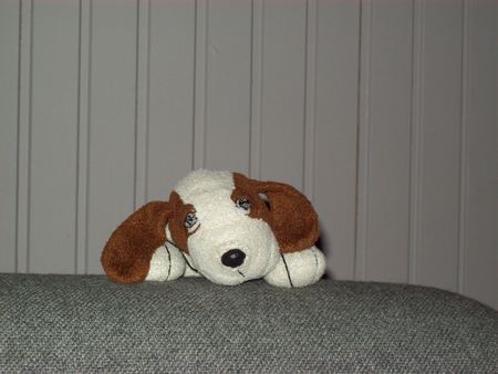 dog on a caoch - my brothers cudly toy right here