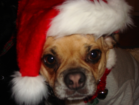 Stella waiting for Santa - animal, puggle, dog, christmas