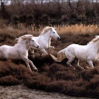 Horses