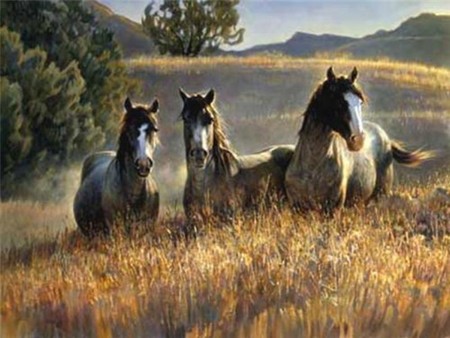 Horses - cavalo, stallion, animal, horse